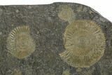 Ammonite Cluster (Dactylioceras) - Germany #133271-1
